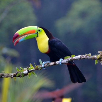 Costa Rica Rundreisen und Baden - Sehenswürdigkeiten erleben