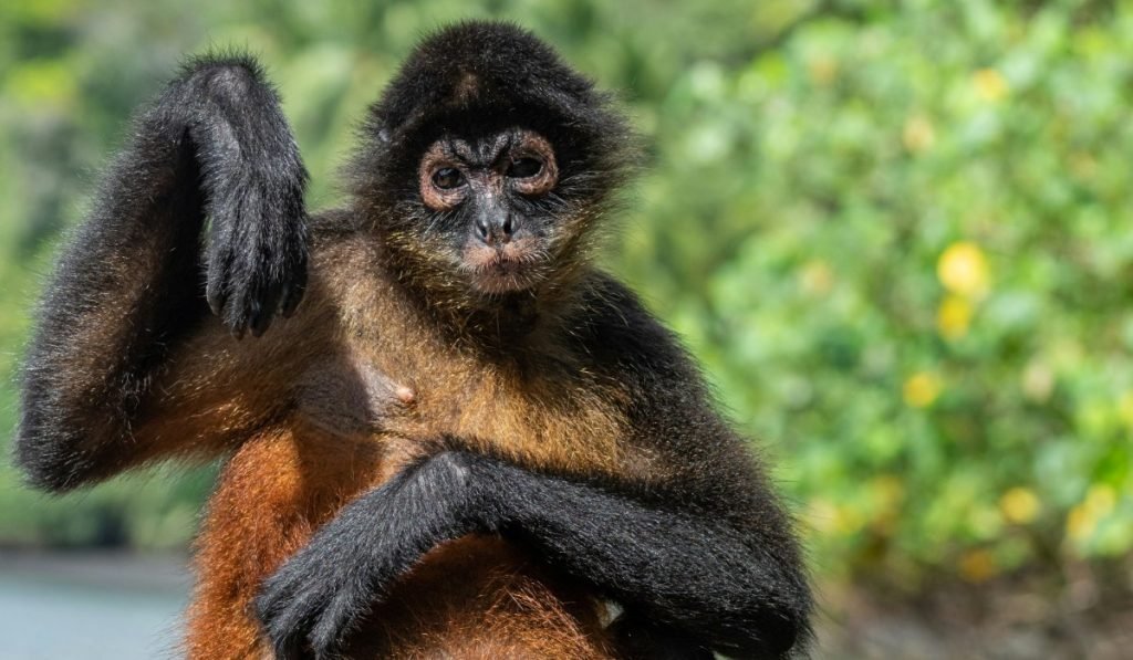 Beste Reisezeit Costa Rica Optimale Monate fuer Ihren Traumurlaub 4