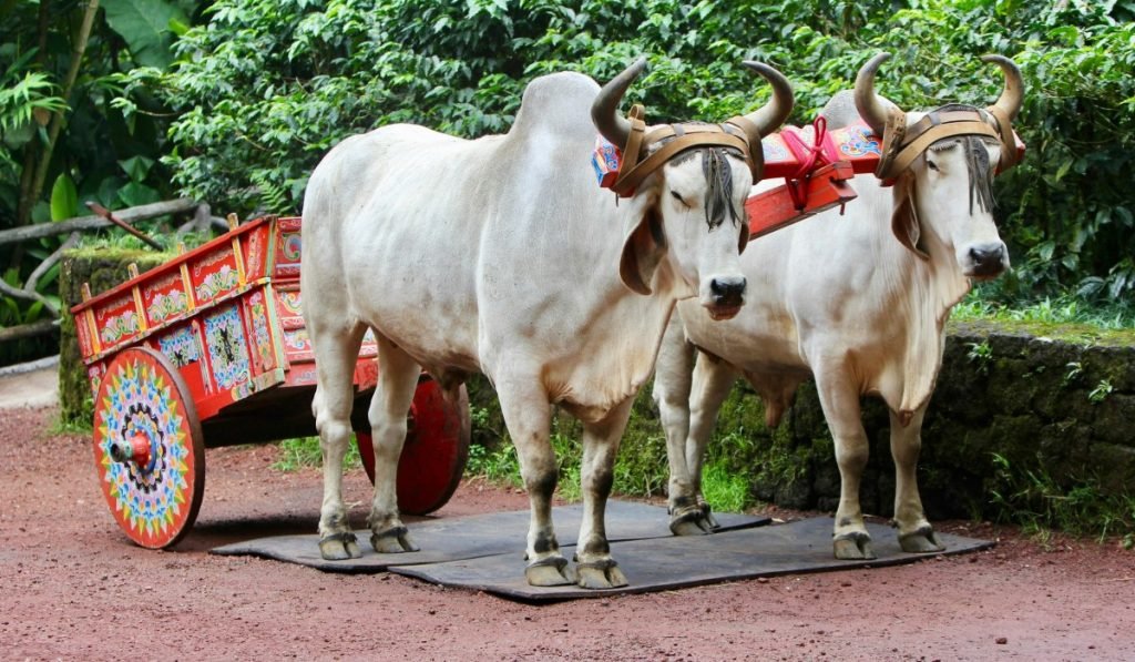 Kultur in Costa Rica – Pura Vida in Mittelamerika 8