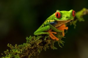 Costa Rica Tiere