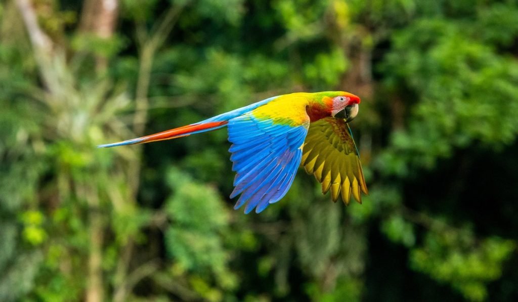 Costa Rica Geheimtipps Entdecken Sie versteckte Schaetze in Mittelamerika 2