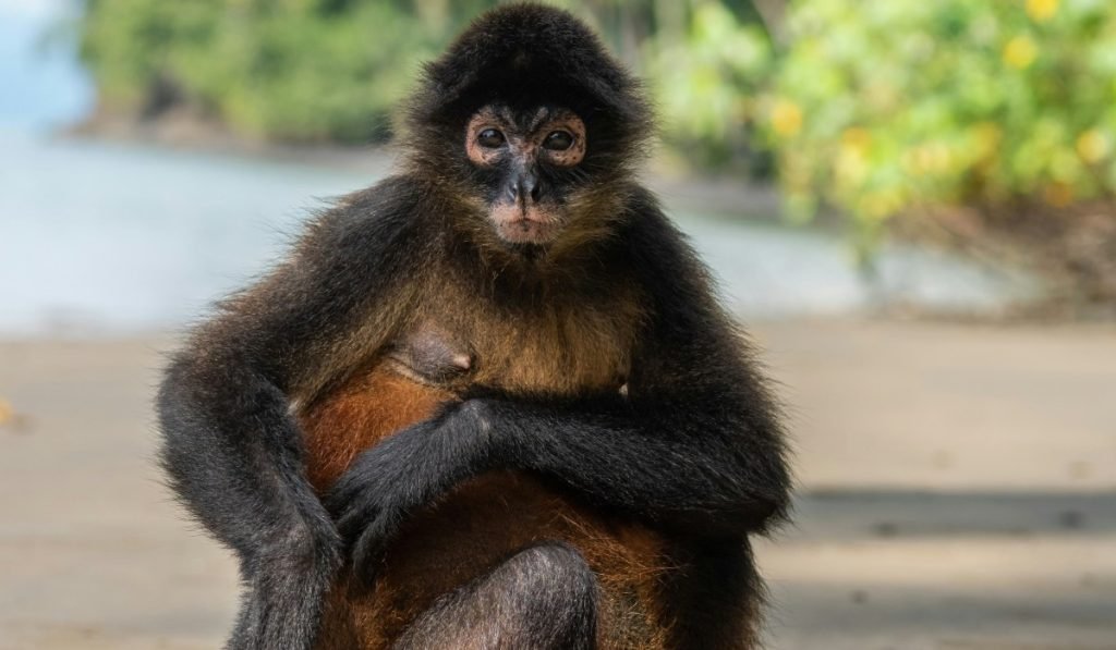 Die Karibikkueste von Costa Rica Ein Paradies fur Naturliebhaber und Abenteurer 16