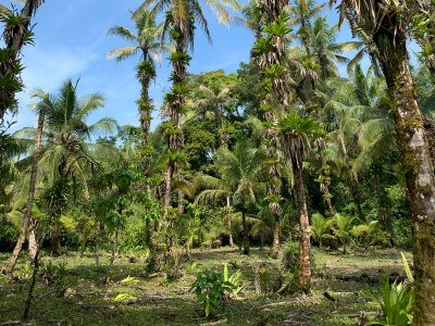 Bocas del toro 