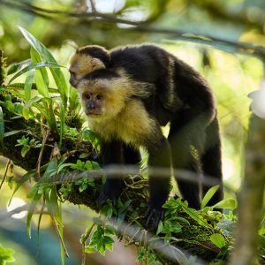 14 Tage Costa Rica Highlights Mietwagen Rundreise