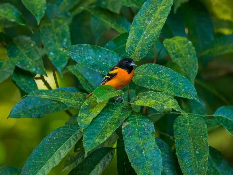 2 Wochen Best of Costa Rica Rundreise (6)