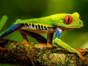 Rundreisen 1 Costa Rica Tiere