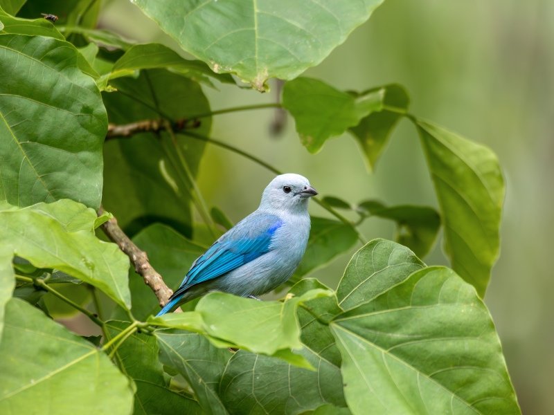 Costa Rica Urlaub Kosten: Wie teuer ist eine Rundreise? 3 Costa Rica Urlaub Kosten Wie teuer ist eine Rundreise 25