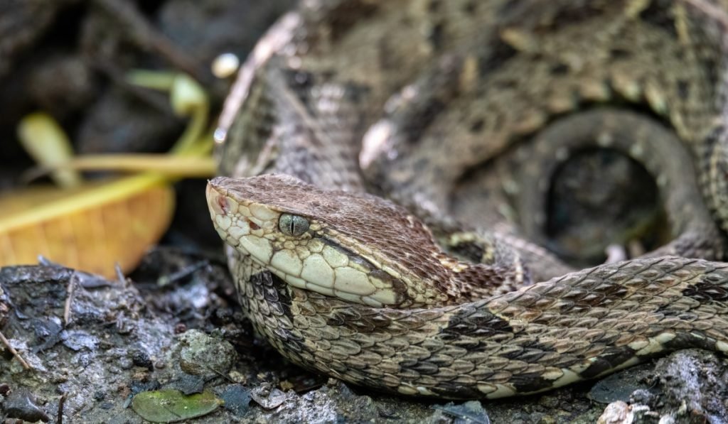 Giftige und gefaehrliche Tiere in Costa Rica Vorsicht im tropischen Paradies 1