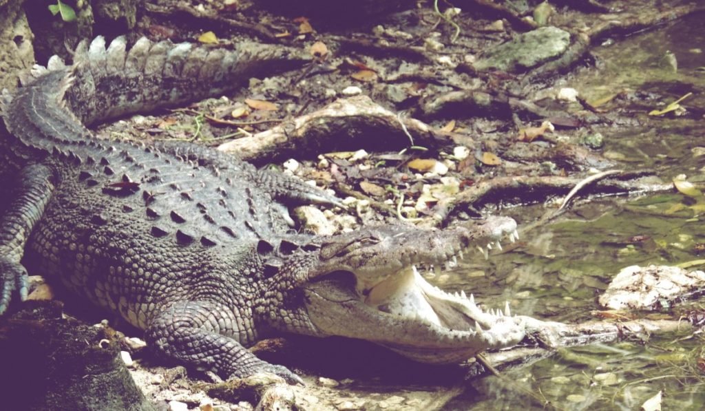 Giftige und gefaehrliche Tiere in Costa Rica Vorsicht im tropischen Paradies 10