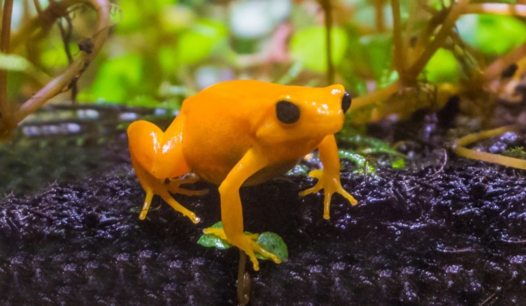 Giftige und gefaehrliche Tiere in Costa Rica Vorsicht im tropischen Paradies 11