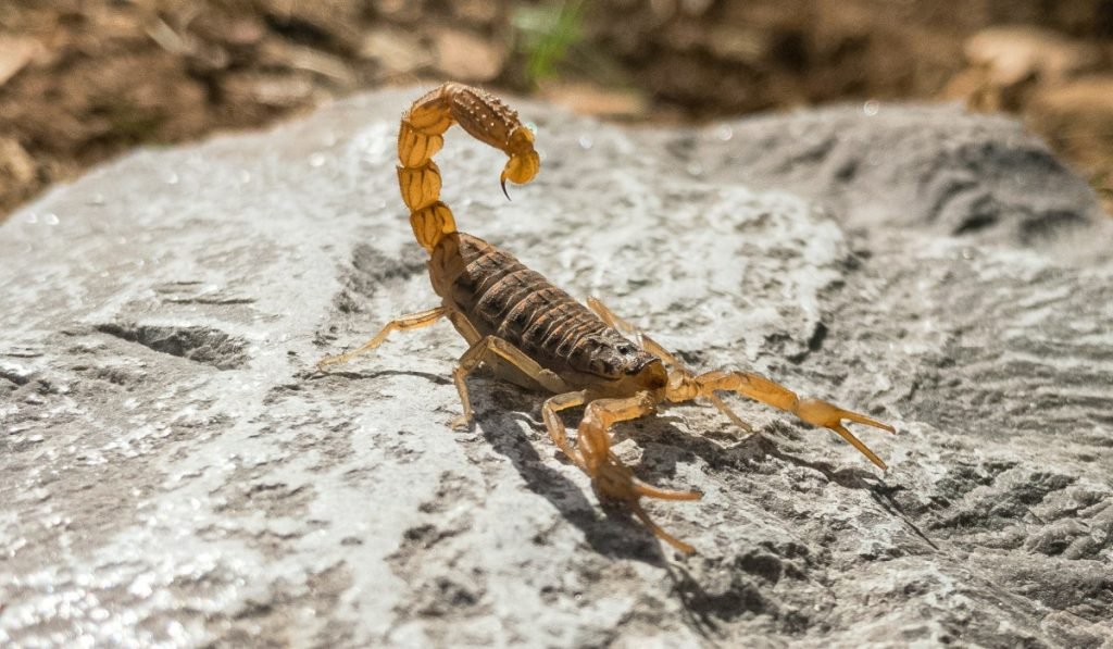 Giftige und gefaehrliche Tiere in Costa Rica Vorsicht im tropischen Paradies 16