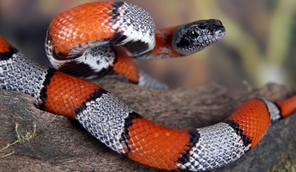 Giftige und gefaehrliche Tiere in Costa Rica Vorsicht im tropischen Paradies 2