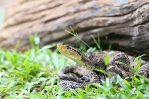 Ferdelance-Grubenotter im Regenwald