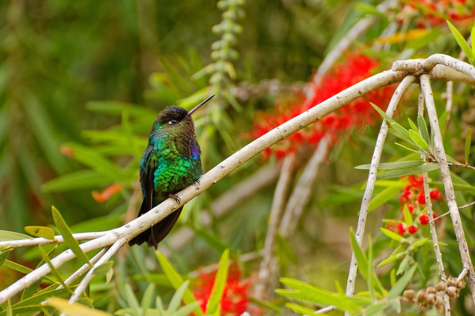 Monteverde