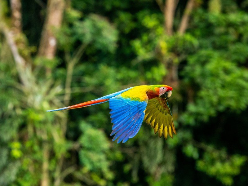 Kombinationsreise Panama, Costa Rica & Nicaragua (8)