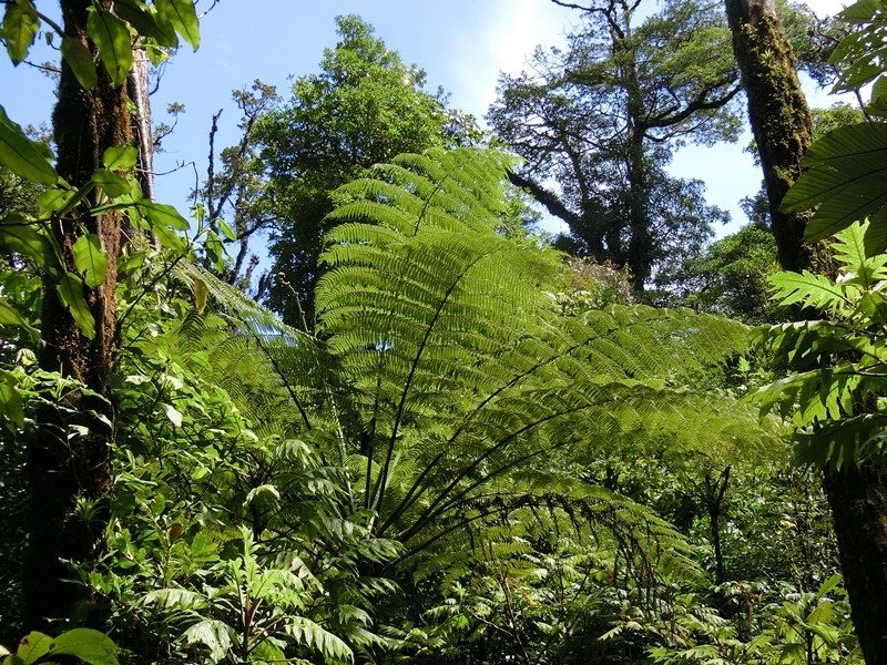 14 Tage Costa Rica Highlights Mietwagen Rundreise
