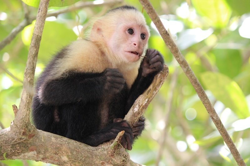 1 Woche Costa Rica Kompakt Rundreise