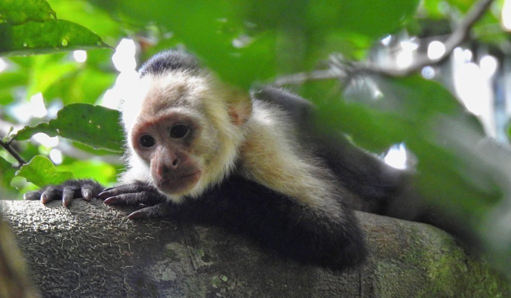 Corcovado 2