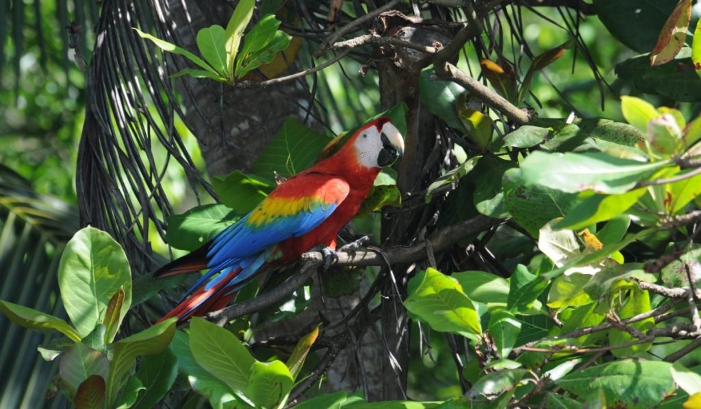 Corcovado 4