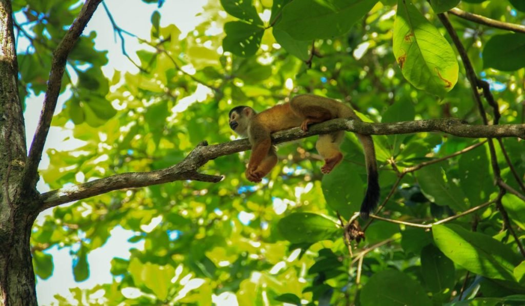 Corcovado Nationalpark in Costa Rica