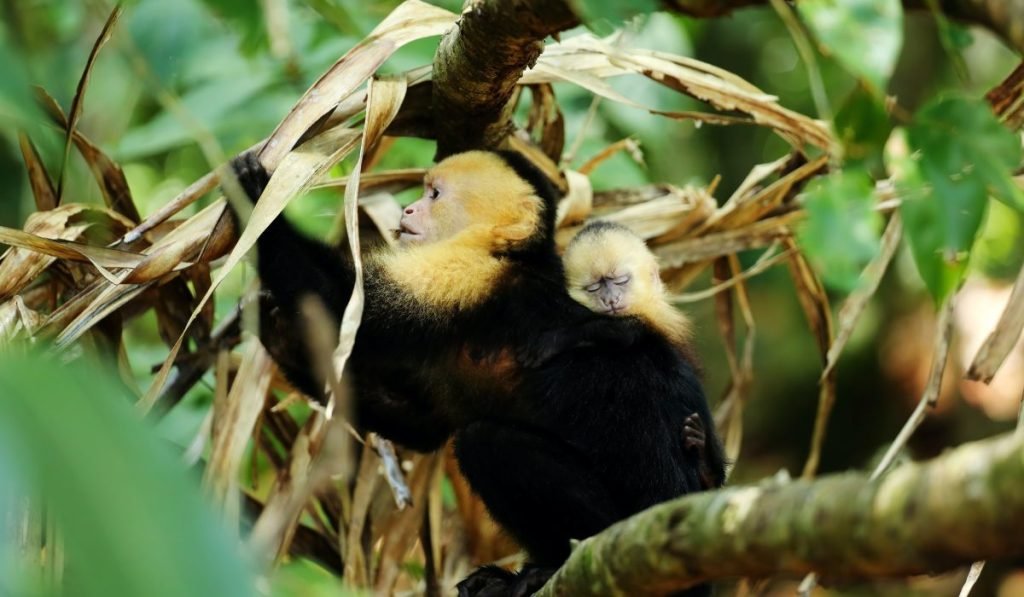 Costa Rica Sehenswuerdigkeiten – Unsere Top 15 der schoensten Reiseziele 12