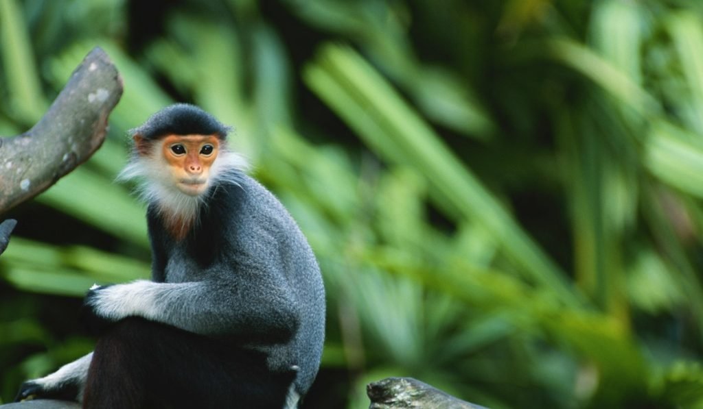 Costa Rica tiere 10