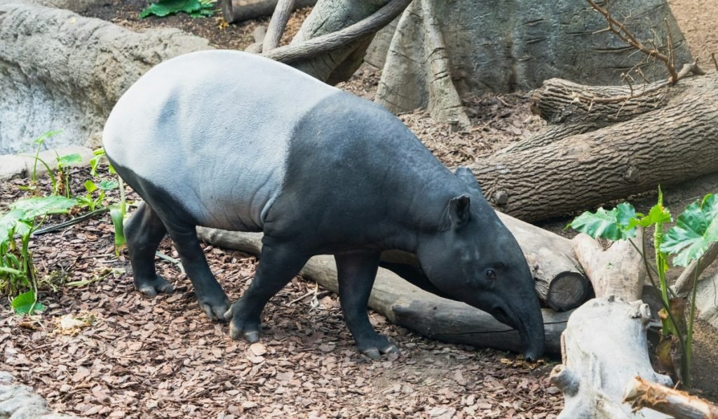 Costa Rica tiere 11