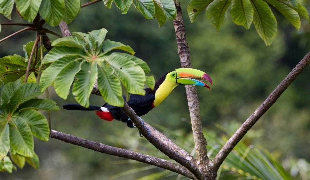 Costa Rica tiere 12