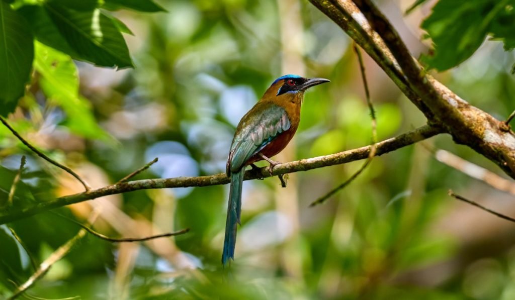 Costa Rica tiere 9
