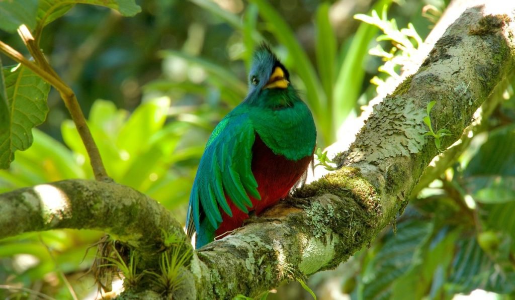 Los Quetzales 2