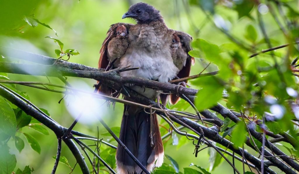 Montezuma Oropendola