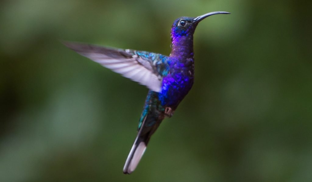 Naturreservar Monteverde 1