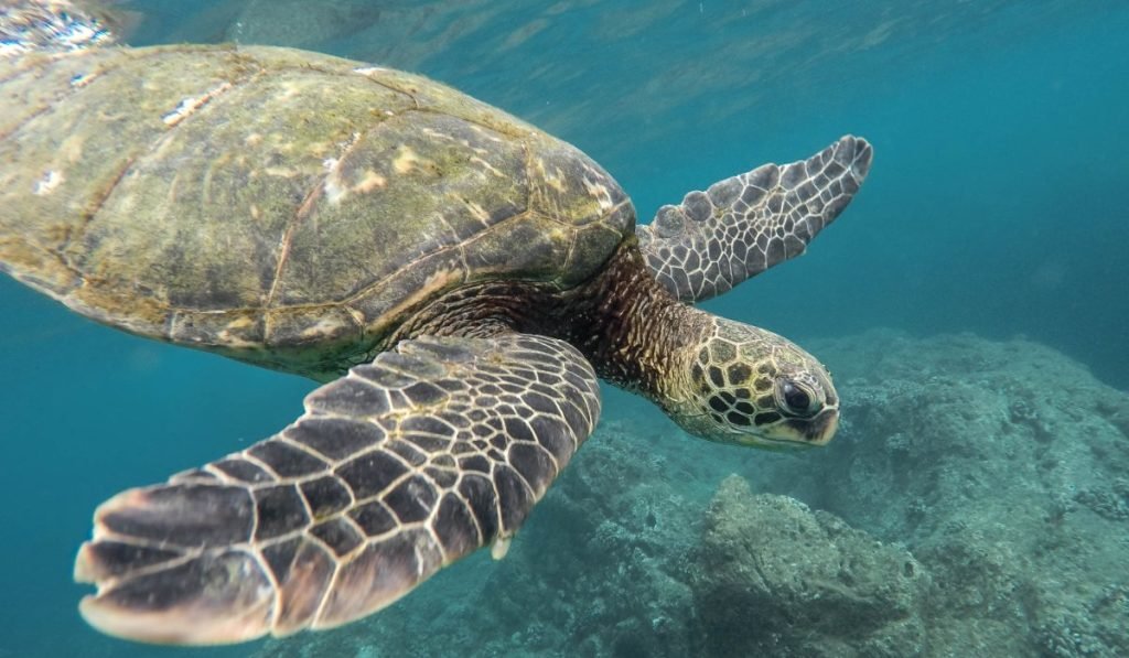 Tortugero 5